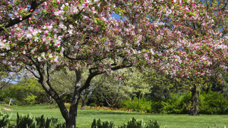 Pink flowered tree park bench - free spring wallpaper