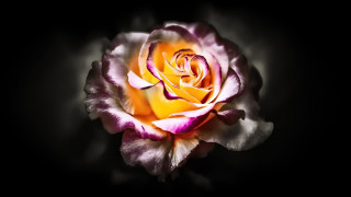 Pink white rose dark room - anna maria barbara abesch free wallpaper for desktop