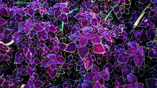 Purple flower garden fractal fence - a white ribbon free wallpaper