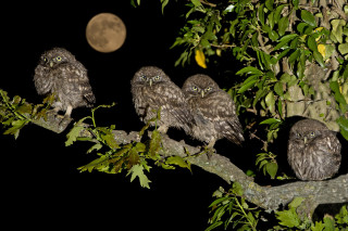 Owls night moon branch bamboo 2 - free seasons wallpaper