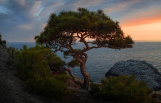 Tree cliff ocean sunset matte - andrey ryabovichev free wallpaper for desktop