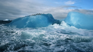 Penguins iceberg ocean boat ecological - a group of penguins free wallpaper