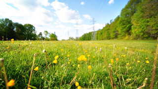 Flower field power lines sky - a field of flowers and grass free wallpaper
