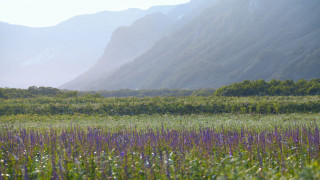 Flower field mountains path nature - the background in the distance free wallpaper
