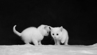 Two white kittens black background - one cat free wallpaper for desktop