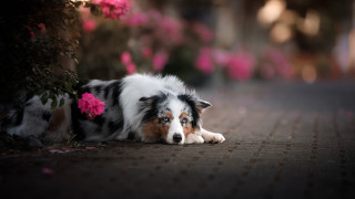 Dog pink flowers shiba inu - a bush free wallpaper