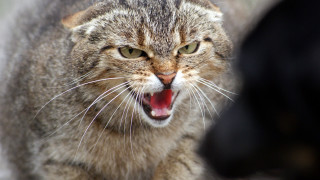 Cat angry open mouth realistic 2 - mouth wide open free wallpaper