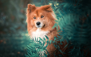 Sad dog bush blue eyes - expression free wallpaper