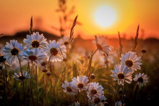 Daisy field sunset orange sky - a field of daisies free wallpaper