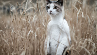 Cat serious surreal pastel dramatic - surrealism free wallpaper