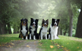Dogs lush green field trees - lush free wallpaper