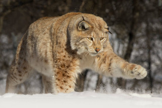 Lynx snowy woods paw furry - in the wood free wallpaper for desktop