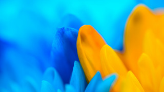 Blue yellow flower macro blurry - alberto seveso free wallpaper