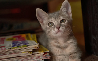 Kitten table newspapers curious photorealistic - a kitten free wallpaper
