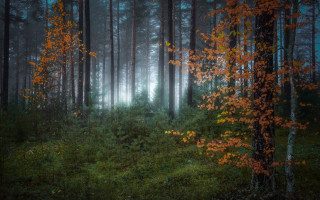 Forest magic realism autumn bench - a bench in the foreground free wallpaper for desktop