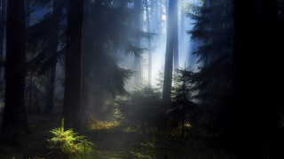 Forest light foggy matte bush - a foggy day free wallpaper