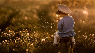 Boy blowing dandelions christmas night - the sun light free wallpaper
