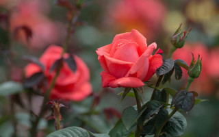 Pink rose blooming garden bokeh - red flower free wallpaper