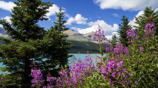 Lake trees purple flowers mountain - the foreground and a mountain in the background free wallpaper
