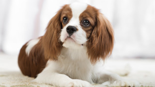 Small brown white dog window - curtain free wallpaper