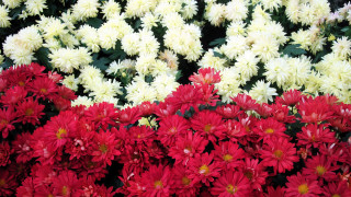 Red white flower bouquet garden - a yellow center in the center free wallpaper