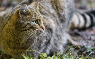 Cat green eyes walking grass - a serious look free wallpaper