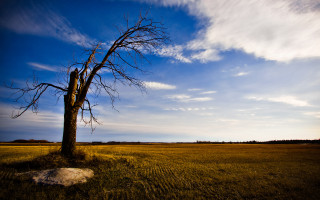 Lone tree field blue sky 7 - free landscape wallpaper