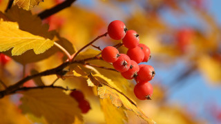 Branch berries leaves blue sky - the fall free wallpaper