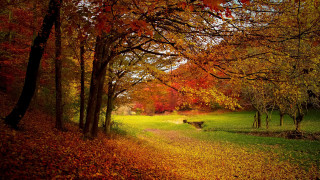 Dog fall leaves park impressionist - a dog free wallpaper