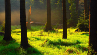 Forest light sunshine path grass - caspar wolf free wallpaper for desktop