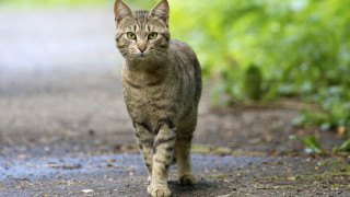 Cat walking road day blurry - rayonism free wallpaper