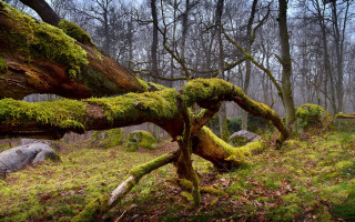 Mossy tree trunk forest rocks - mossy free wallpaper