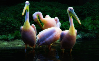 Pelicans forest water green holography - the water together free wallpaper