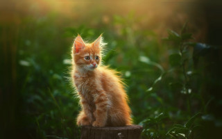 Orange kitten on stump in - sunlight free wallpaper