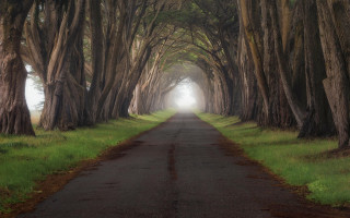 Mystical forest road trees light - a bunch of trees free wallpaper