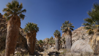 Palm trees rocky area blue - a rocky area free wallpaper