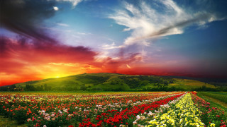 Flower field sunset clouds mountain 2 - a sunset in the background free wallpaper for desktop