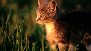 Cat field tallgrass distant blurry - a blurry background of grass free wallpaper