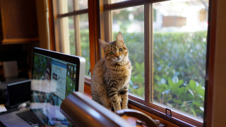 Cat window laptop monitor netart - rule free wallpaper