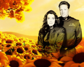 Man woman sunflower field yellow - a field of sunflowers free wallpaper