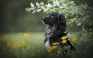 Dog flower field autumn bird - elke vogelsang free wallpaper