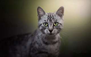 Black cat green eyes portrait 5 - a cat free wallpaper