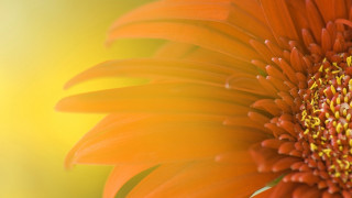Bright orange flower yellow blurry - orange flower free wallpaper