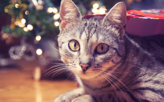 Cat christmas tree bokeh lights - a cat free wallpaper