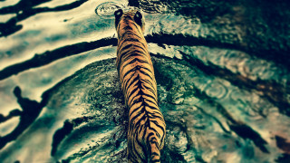 Tiger swimming water ripple photorealistic - its tail free wallpaper