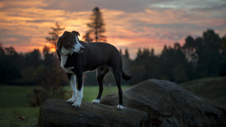 Dog rock field sunset clouds - animal free wallpaper for desktop