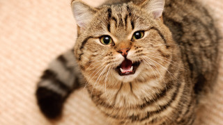Yawning cat couch cute funny - its mouth open free wallpaper
