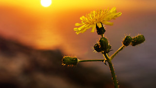 Dandelion sunset backlight macro sky - the sun free wallpaper for desktop