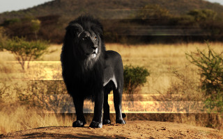 Black lion dirt road grass 2 - free animals wallpaper