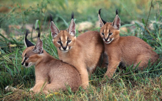Caramel kittens grass nature blurry - the grass together free wallpaper